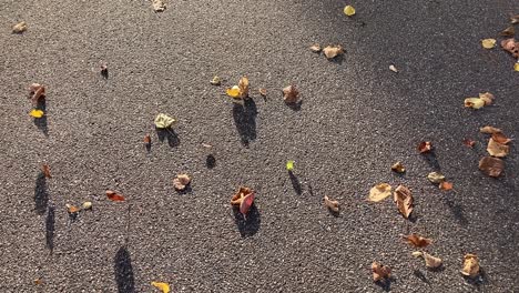 Wind-blows-and-roll-autumn-leaves-on-asphalt-road,-slow-motion