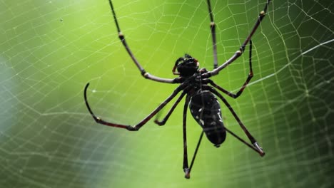 Golden-orb-web-spider-with-long-legs,-weaving-the-net-and-showcase-talent-as-it-goes-down-with-spider-thread,-soft-out-of-the-focused-natural-light-background