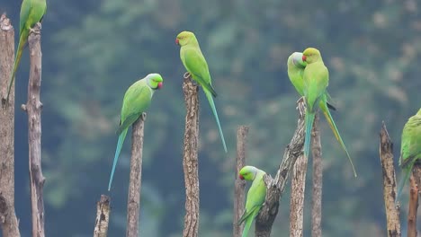 parrots-in-ground-and-chilling-
