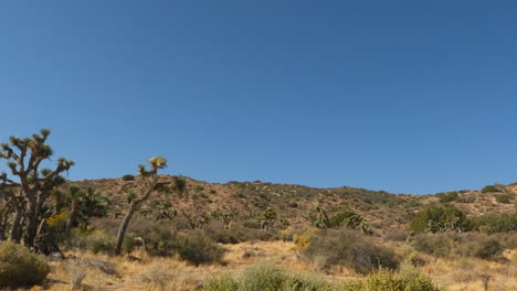Fahrt-Durch-Die-Mojave-Wüste-Vorbei-An-Gefährdeten-Joshua-Bäumen-In-Diesem-Rauen-Klima
