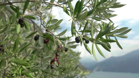 Handheld-pan-shot-of-ripe-olives-on-the-branch-and-a-scenic-landscape-in-the-background