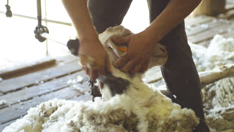 Slow-motion-of-male-shearer-shearing-sheep-with-electric-clippers-in-a-shed