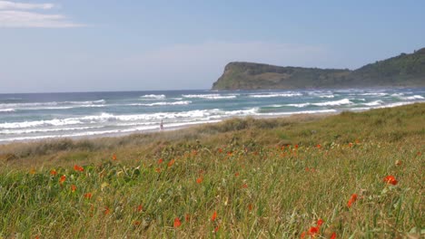 Orange-Poppy-Flowers-In-The-Field---Lennox-Head-Beach-With-Ocean-Waves---Lennox-Point-In-New-South-Wales,-Australia