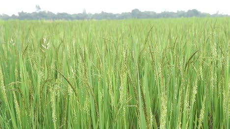 Grüner-Reifer-Reis-Auf-Dem-Feld-Von-Jharkhand-Wird-Vom-Wind-Verweht