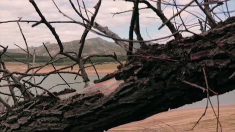 Umgestürzter-Baumstamm-Am-Strand-Eines-Natürlichen-Sees-Enthüllt-Schuss