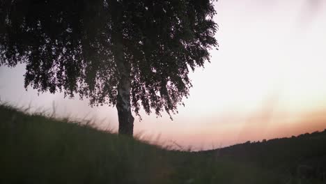 Slow-slider-shot-of-a-birch-tree-silhouette-on-a-hill-during-warm-summer-sunset