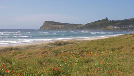 Gras-Und-Wildblumen-Am-Strand--schmetterling--lennox-Point-Nsw-Australien--wide