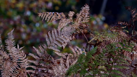 Bronze-coloured-Common-Fern-in-Autumn-sunlight-on-the-floor-of-an-English-Forest,-Worcestershire,-UK