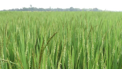 Grüner-Reifer-Reis-Auf-Dem-Feld-Von-Jharkhand-Wird-Vom-Wind-Verweht