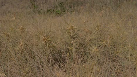Spinifex-Perennial-Coastal-Plants-Grows-In-Sand-Dunes---Lennox-Head,-NSW,-Australia