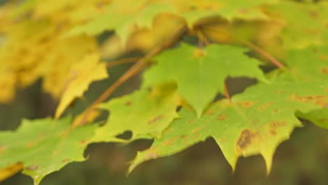 Yellow-maple-leaves-on-the-branches-in-the-middle-of-the-forest