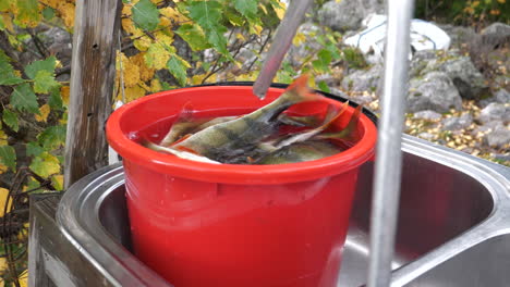 A-bucket-of-freshly-caught-live-Nordic-perch-fish-rests-on-preparation-table