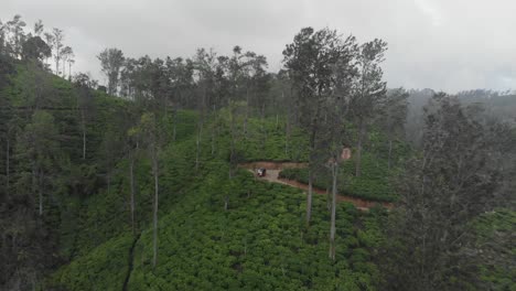 Drohnenaufnahme-Eines-Tuk-Tuk-Zwischen-Den-Teeplantagen-In-Ella,-Sri-Lanka