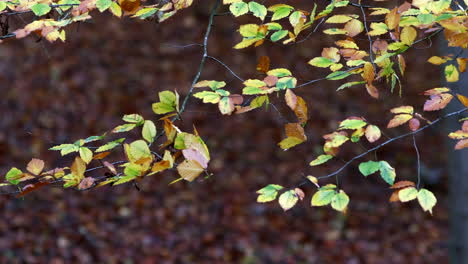 Herrliche-Herbstfarben-Auf-Den-Alten-Buchenblättern-Im-Wald-In-Worcestershire,-Großbritannien