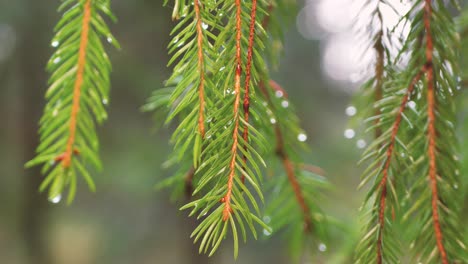 Wet-spruce-branch-with-raindrops