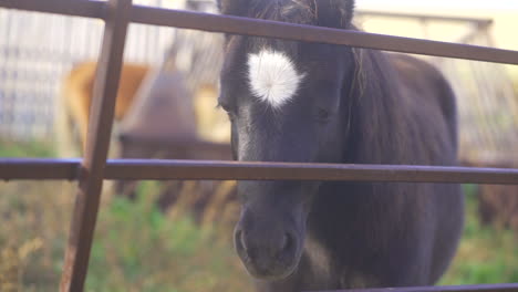 Pony-staring-through-pen-on-farm
