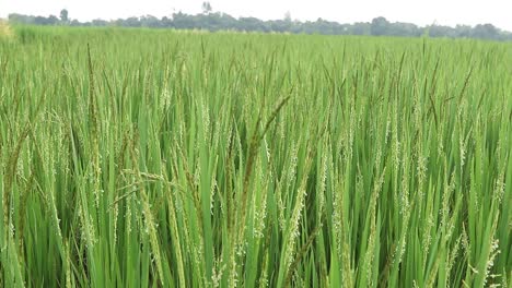 Grüner-Reifer-Reis-Auf-Dem-Feld,-Das-In-Jharkhand-Vom-Wind-Verweht-Wird