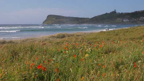 Orange-Poppy-With-Wildflowers-Growing-In-Meadow---Lennox-Beach-And-Lennox-Point-In-Summer---Lennox-Head,-NSW,-Australia
