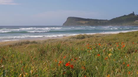 Beautiful-red-poppies-by-the-sea--Lennox-Head-NSW-Australia--wide