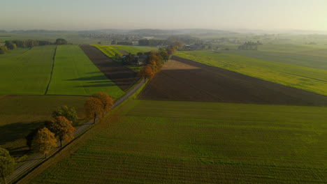 Car-emerges-beyond-trees-on-country-road-surrounded-by-manicured-fields,-AERIAL