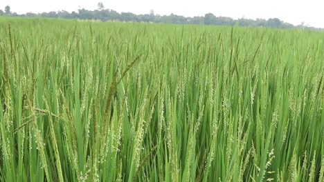 Green-ripe-rice-on-field-of-Jharkhand-being-blown-by-wind