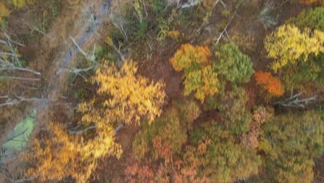 Birdseye-view-of-bare-trees-and-colorful-foliage-just-after-peak-foliage,-as-well-as-streams-and-a-swamp