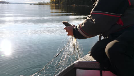 Lifestyle-shot,-Senior-man-in-boat-picking-perch-fish-from-fishing-net,-slowmo