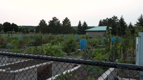 Gemeinschaftsgarten-Im-Vorstadtpark---Gemeinschaftlicher-Eingezäunter-Gemüsegarten-Am-Sommerabend