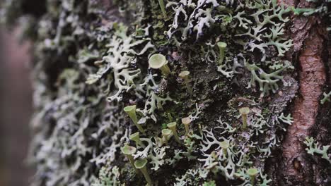 Gray-lichen-on-a-birch-trunk