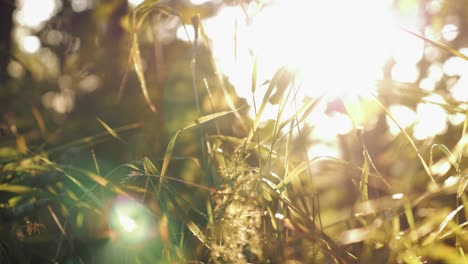 A-closeup-slow-slider-shot-of-the-sun-shining-through-grass-during-hot-summer-day-inside-the-forest