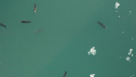 Family-Of-Harbor-Seals-Swimming-In-Jokulsarlon-Glacier-Lagoon---South-Iceland---Ascending-Drone-Shot