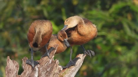 lesser-whistling-duck-chicks-in-tree-mp4.