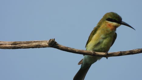 Bee-eater-in-tree-mp4-..