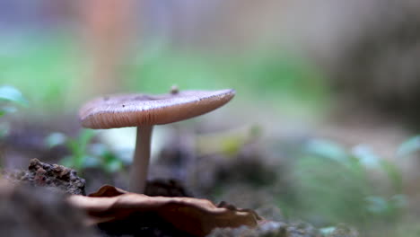 Wild-poisonous-mushroom-extreme-closeup