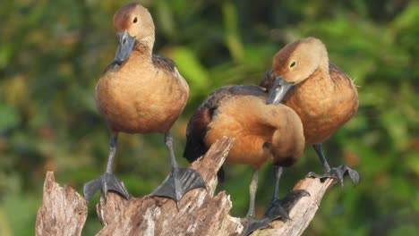 whistling-duck-tree-chicks-in-tree-