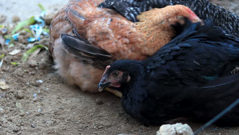 Closeup-of-Kuroiler-Chicken-at-home-farm