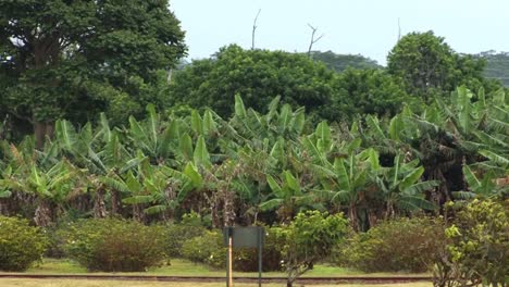 Banana-trees-at-plantation-in-Honolulu,-Hawaii
