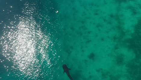 Flyover-shot-of-a-swimming-whaleshark-thats-looking-for-food-in-the-ocean-at-the-Philippines-Cinematic-Drone-Aerial-in-4K