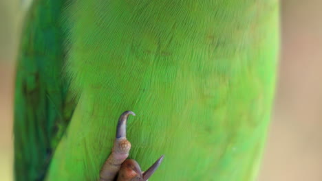 Cinematic-pan-of-Rose-ringed-parakeet-in-funny-yoga-life-positing