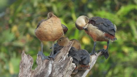 whistling-duck-chicks-chilling-on-tree-