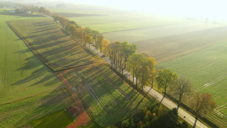 Trees-lining-the-road-through-the-green-farm-fields-of-Napromek,-Poland--aerial