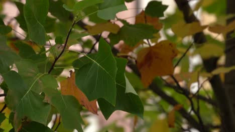 Schöne-Ahornblätter,-Mit-Herbsttönen-Und-Der-Bewegung-Des-Windes