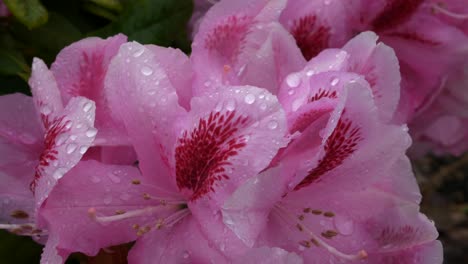 Slow-pan-around-bright-pink-and-magenta-blossoming-flowers-with-water-droplets-settled-on-petals-in-home-garden