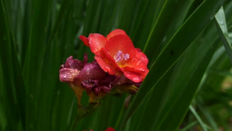 Rain-droplets-settle-and-fall-from-stunning-bright-red-flower-in-home-garden-setting-during-rainy-day-with-green-plant-in-background