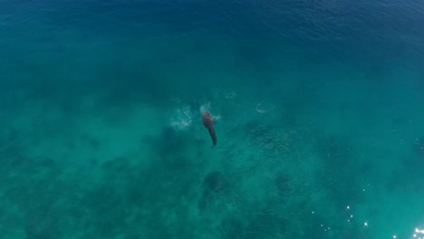Mit-Einer-Drohne-Näher-An-Einen-Walhai-Auf-Den-Philippinen-Heranfliegen