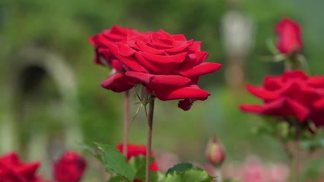 red-rose-closeup-at-Seoul-Grand-Park-Theme-Garden