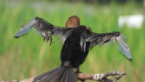 Anhinga-chick-in-pond-chilling-.