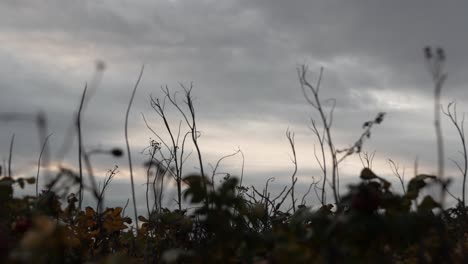 Withered,-dried-wild-plants-against-cloudy-sky