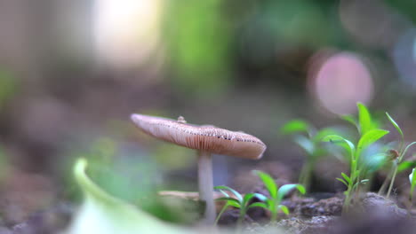 Closeup-of-Wild-and-Poisonous-mushroom-in-the-forest
