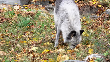 A-Rocky-Mountain-Gray-Wolf-sniffs-at-the-ground,-searching-for-food